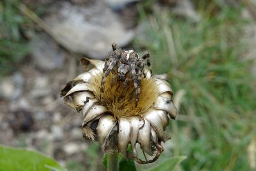 Araneus diadematus